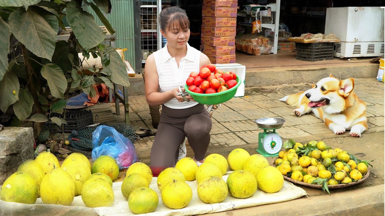Harvesting Grapefruit 'DIEN' & Tomato Goes To Market Sell - Animal Care | New Free Bushcraft