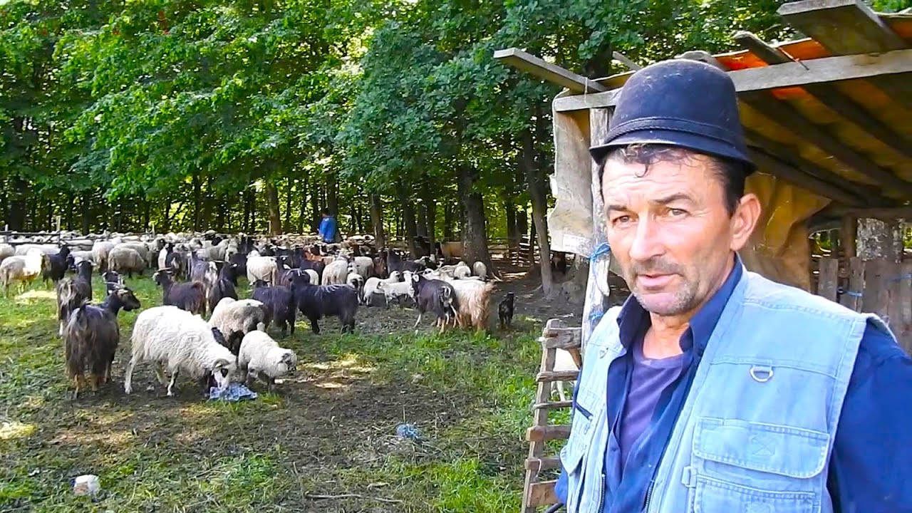CARE SUNT BOLILE OILOR SI CAPRELOR CU CARE S-A CONFRUNTAT CIOBANUL MARIN CHIOJDEANU.