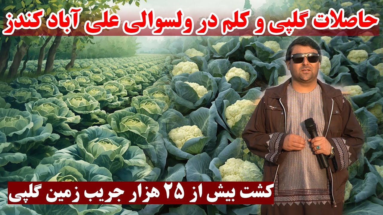 کشت بیش از 25 هزار جریب زمین گلپی و کلم در ولسوالی علی آباد ولایت کندز | از حاصلات تا نحو کشت وکار