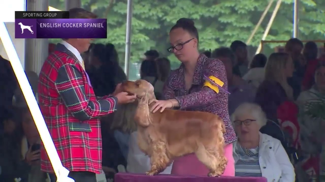 Spaniels (English Cocker) | Breed Judging 2022