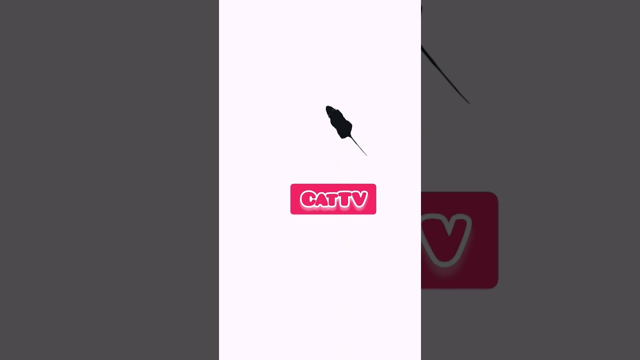 #cattv #gameforcats #videoforcats