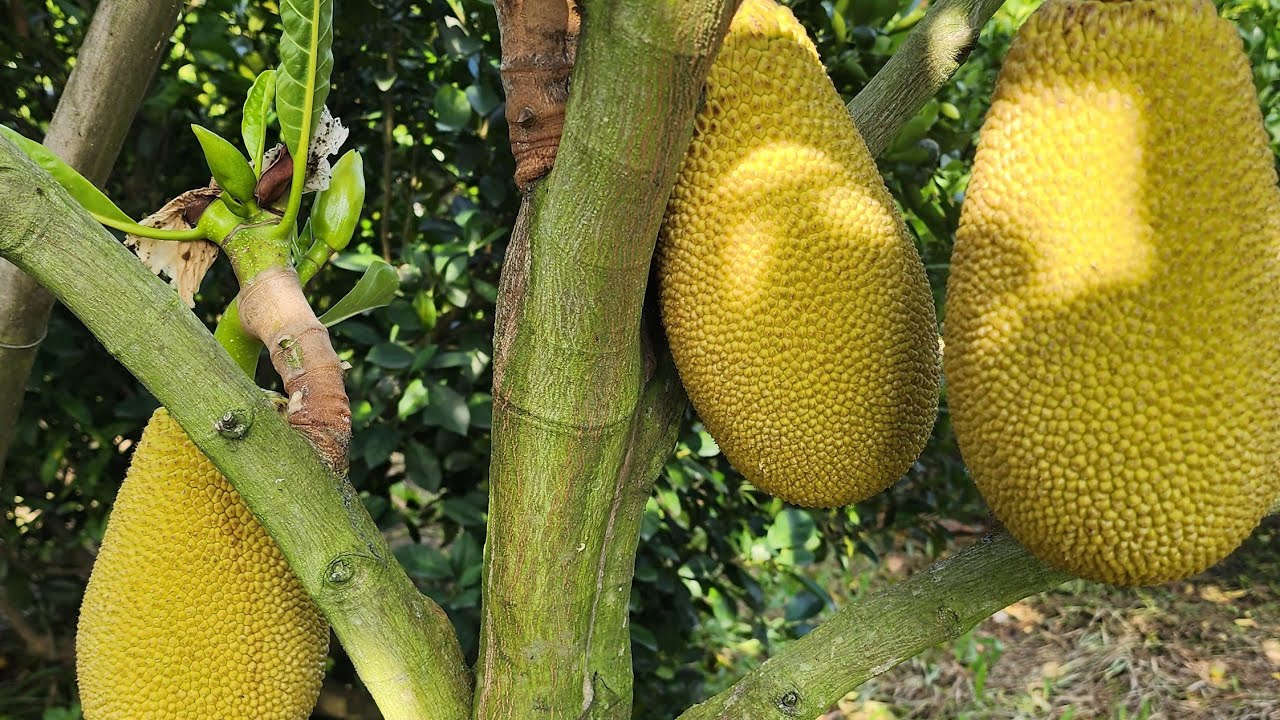 Sau Khi Tỉa Trái Xong Tiến Hành Thúc Dinh Dưỡng Nuôi Trái và Phun Tẩy Gai Sáng Gai Cho Trái Mít Indo