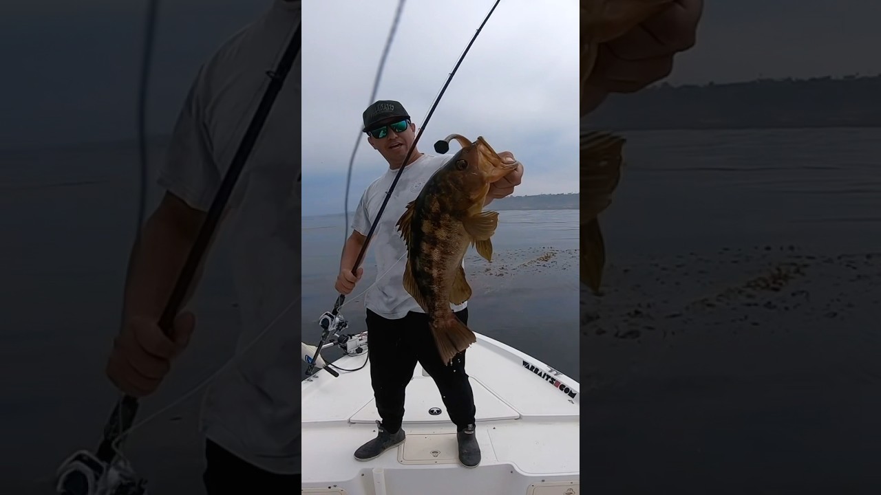 Giant Calico Bass  #warbaits #fishing #bassfishing