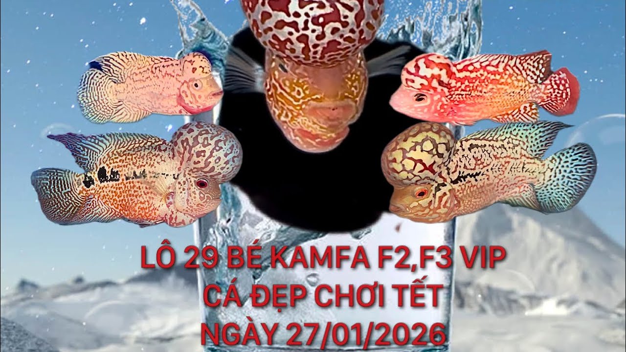 Lô cá la hán vip ngày 27/01/2026, Cá đẹp vip,kamfa f2,f3,king kamfa, Zalo 0862214123 Pi Trần