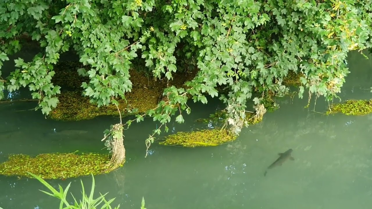 🤫AM GĂSIT CEL MAI TARE LOC DE PESCUIT PE UN RÂU SĂLBATIC MIC PLIN CU PEȘTI MARI🙏VISUL PESCARILOR 🐟🎣