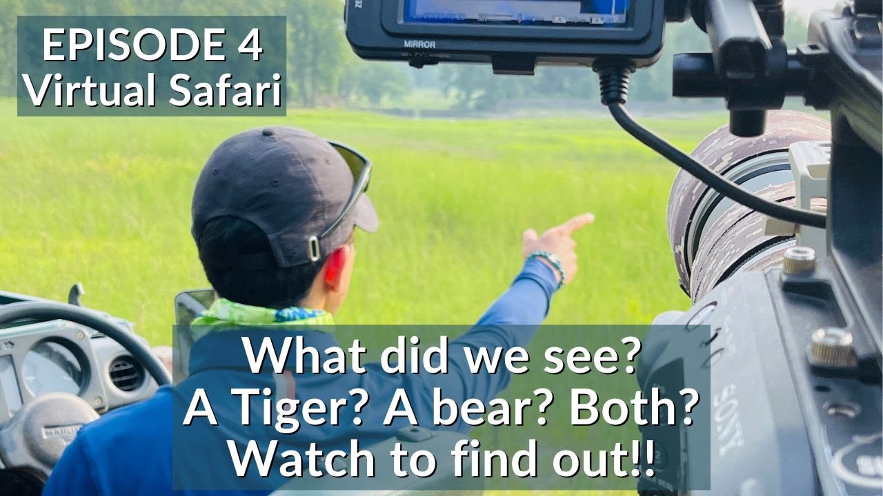INDIA’S FIRST VIRTUAL SAFARI - EP4 | TIGER SAFARI LIVE | BANDHAVGARH NATIONAL PARK