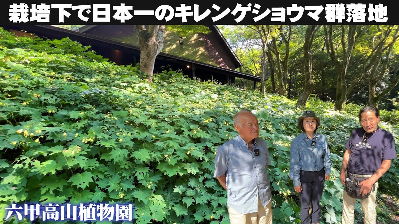 【六甲高山植物園】希少なキレンゲショウマの花が一面に広がる！日本一の栽培株数を誇る群落地へ【久山敦】