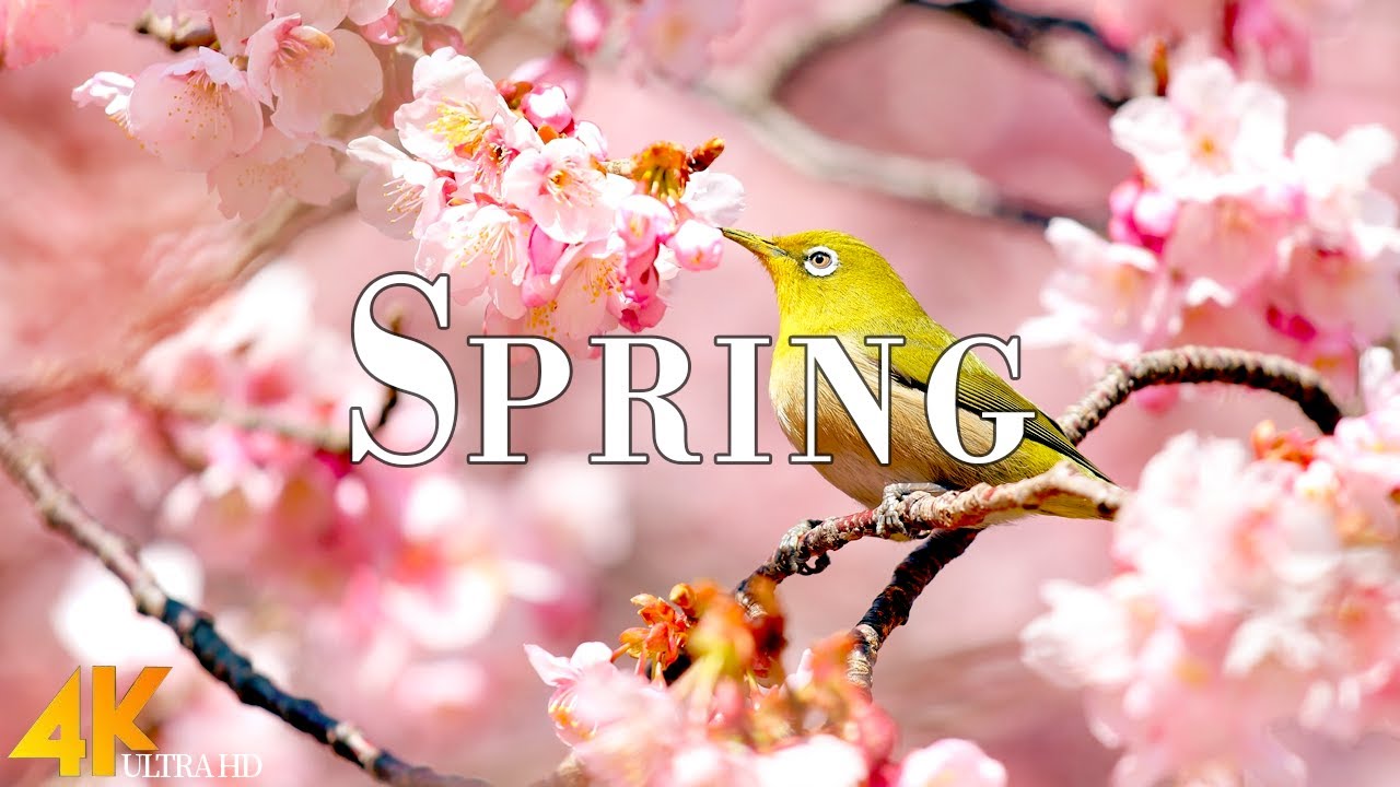 Spring 4K Ultra HD &bull; Stunning Footage Spring, Scenic Relaxation Film with Calming Music
