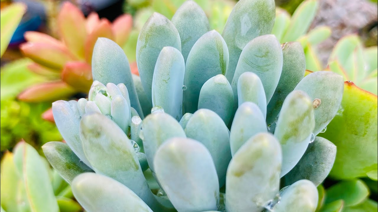 SUCULENTAS EM VASOS DE BARRO QUE ESTÃO FICANDO LINDAS 💖
