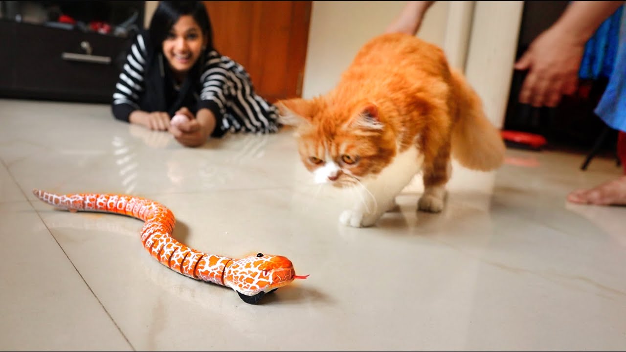 REMOTE CONTROL SNAKE VS CAT പൂച്ച പാമ്പിനെ കണ്ട് കിളി പോയി 🤣🤣🤣 UNBOXINGDUDE l