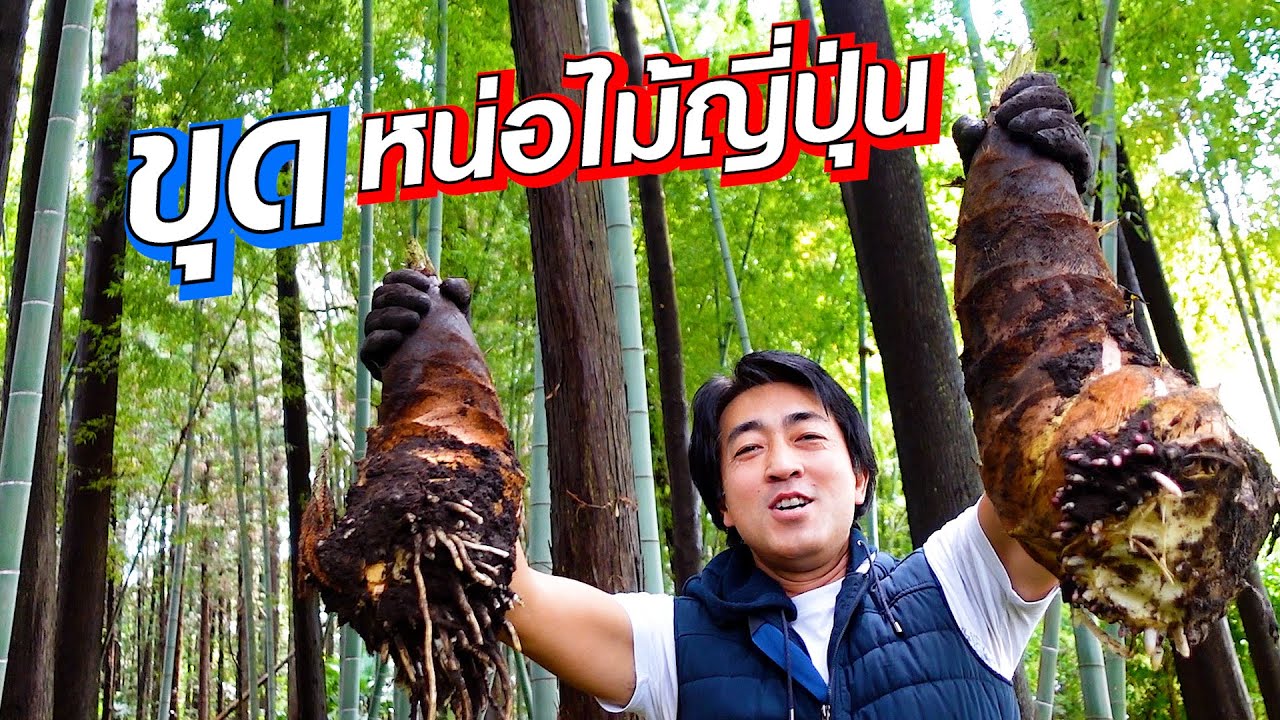 หน่อไม้ญี่ปุ่นหัวใหญ่มาก! ขุดมาทำอาหาร กรอบอร่อย SUGOI JAPAN 457