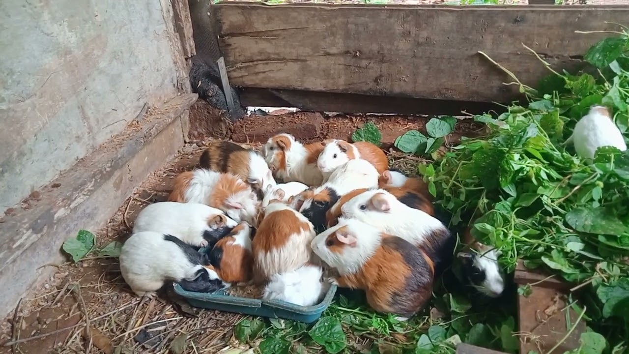 Spil pakan racikan untuk marmut dari ampas kedelai. #Maknyus. Dijamin suka.