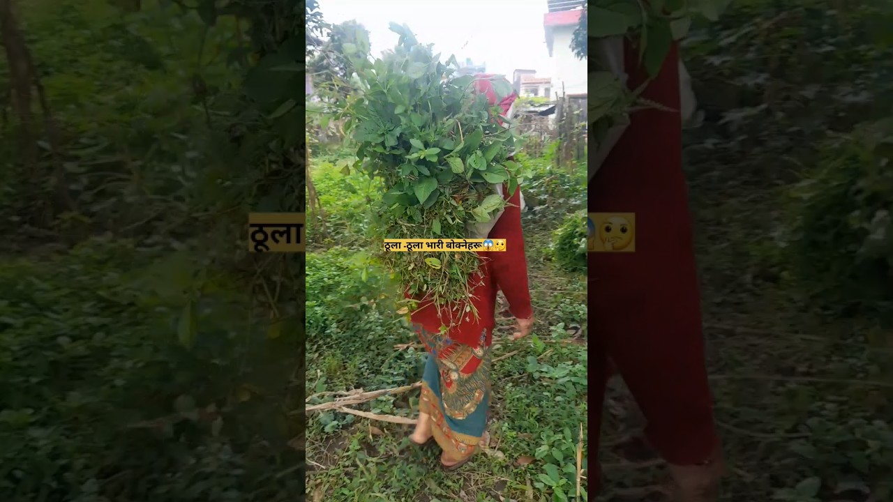 Salko pataima#shortvideos #viralvideo  