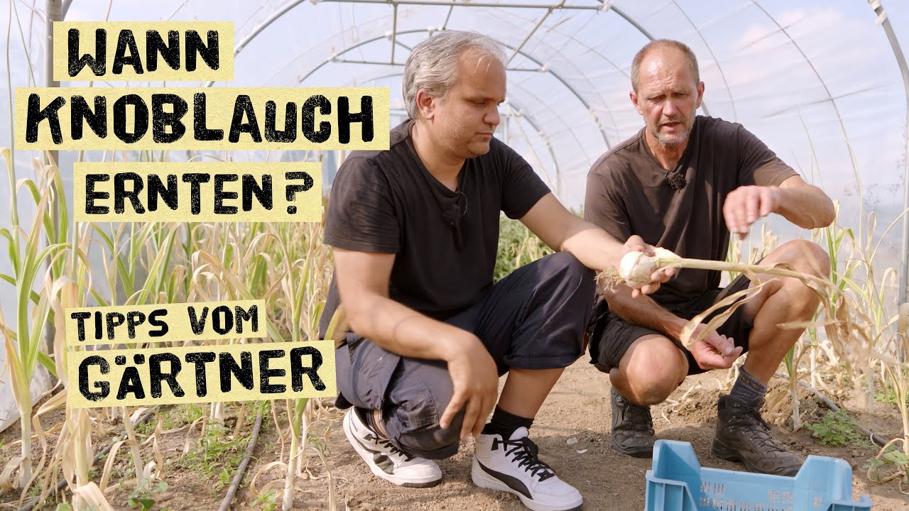 Wann kann man Knoblauch ernten? Den richtigen Erntezeitpunkt an der Pflanze erkennen.