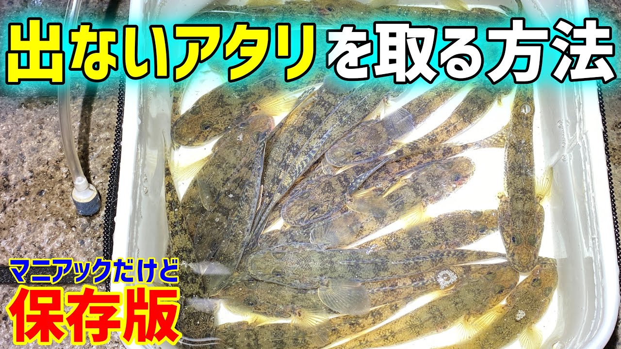 【ハゼ釣り】アタリについて探求（マニア向け）