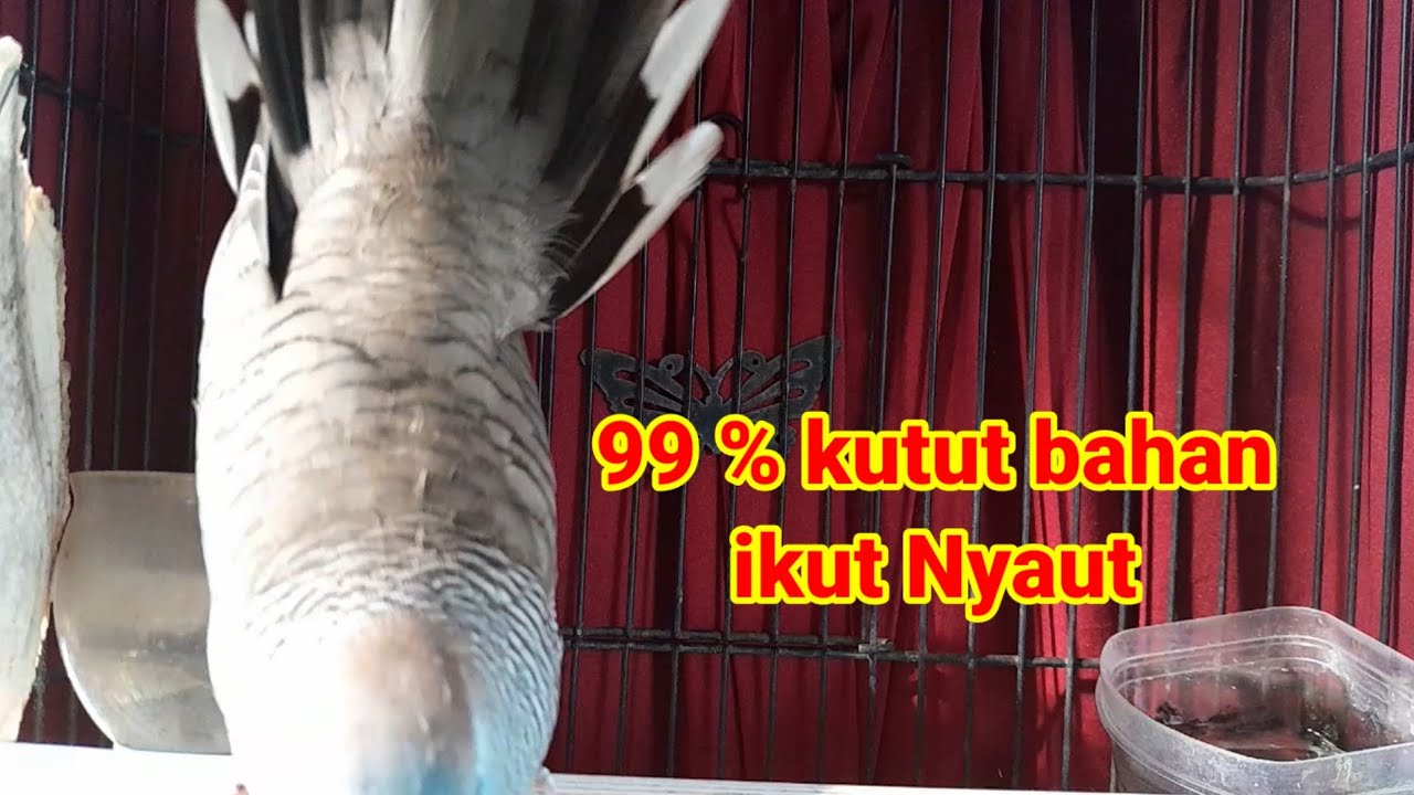 SUPER TOP‼️ PANCINGAN PALING AMPUH MALAS BUNYI LANGSUNG JEBOL.