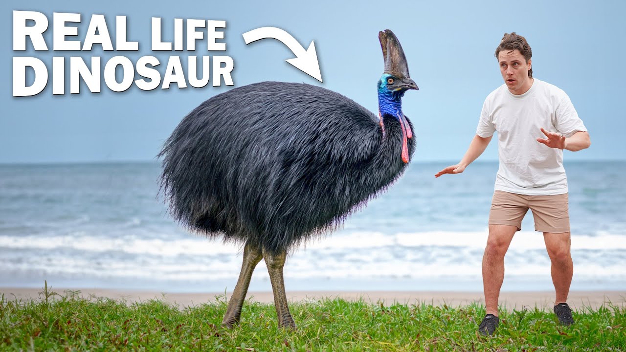Face-to-face with DEADLIEST BIRD on Earth
