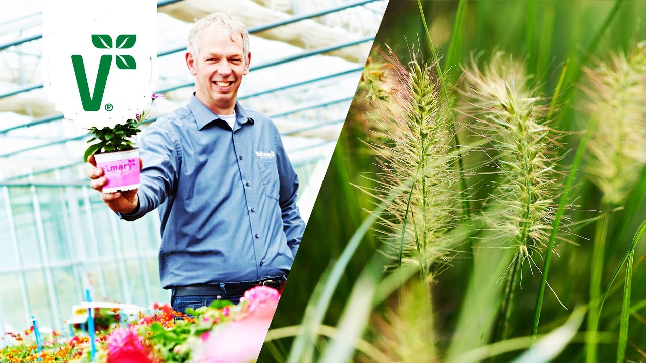 Gräser pflanzen - worauf muss man achten? - Volkers Gartenwissen