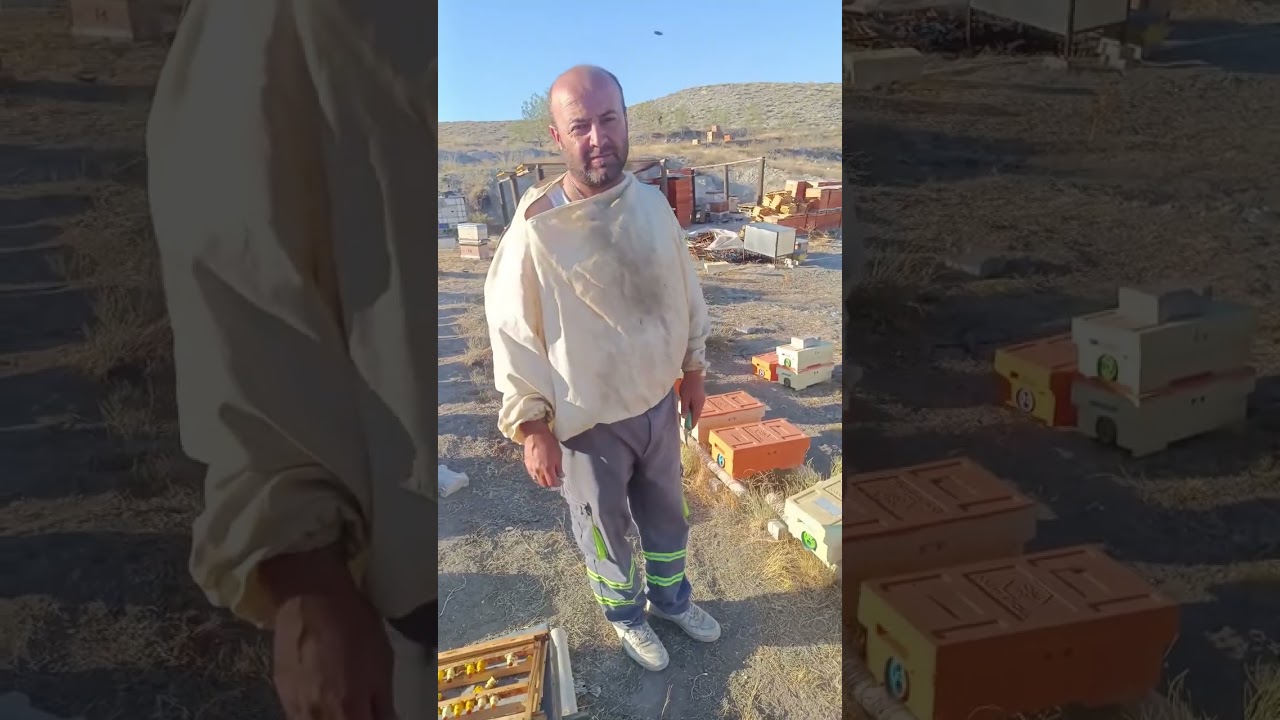 Ana arı üretim bilgilendirme 