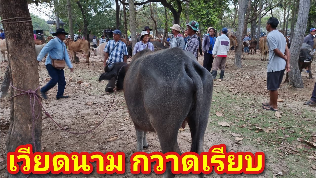 EP.2241 ราคาควายล่าสุด 2 มี.ค.2569 #ตลาดนัดโคกระบือ #ควายงาม #ราคาควายเนื้อ | Chợ Trâu | livestock