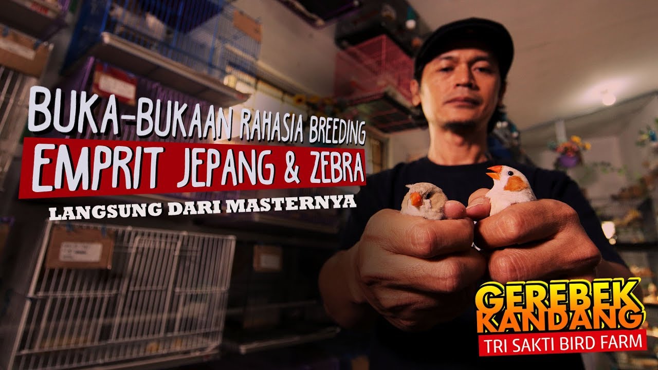 Bongkar Rahasia Ternak Emprit Jepang dan Zebra Langsung dari Ahlinya