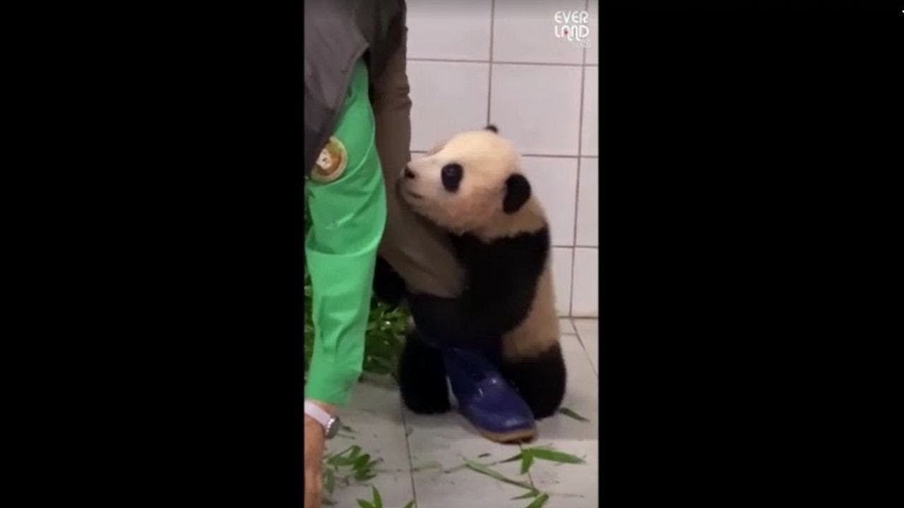 South Korean baby panda clings to zookeeper