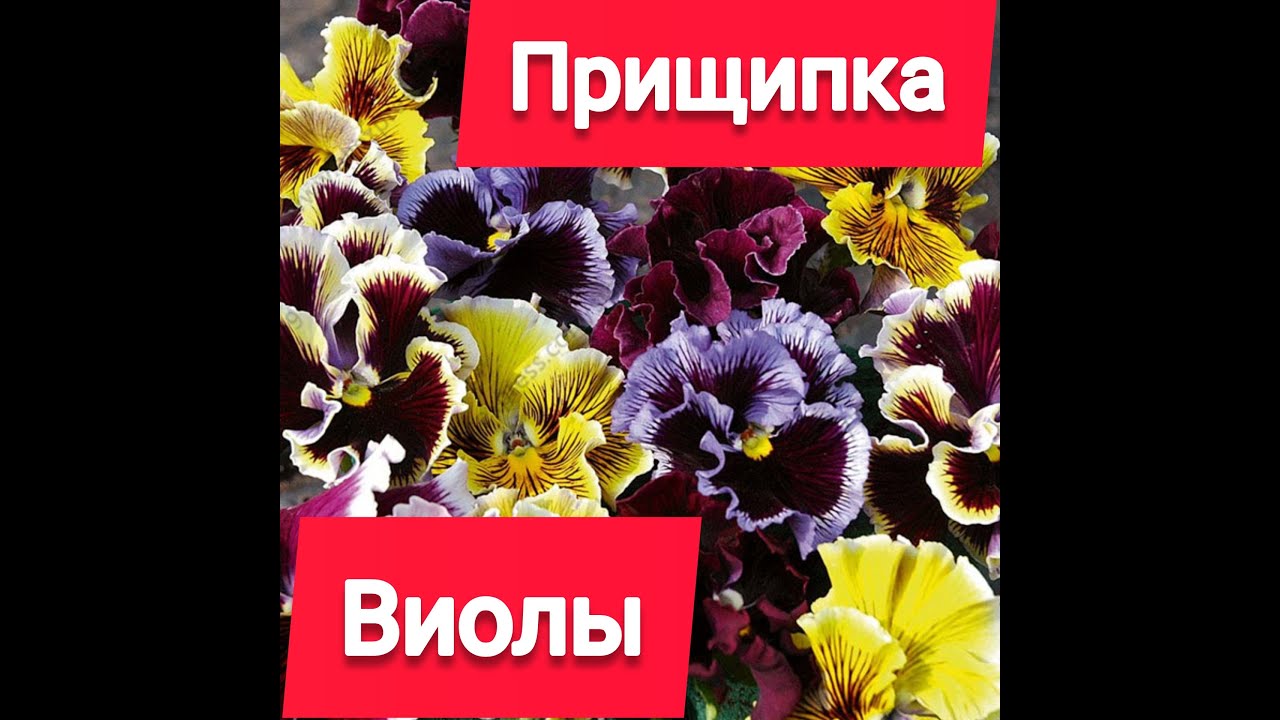 Прищипка виолы для пышного кустика.