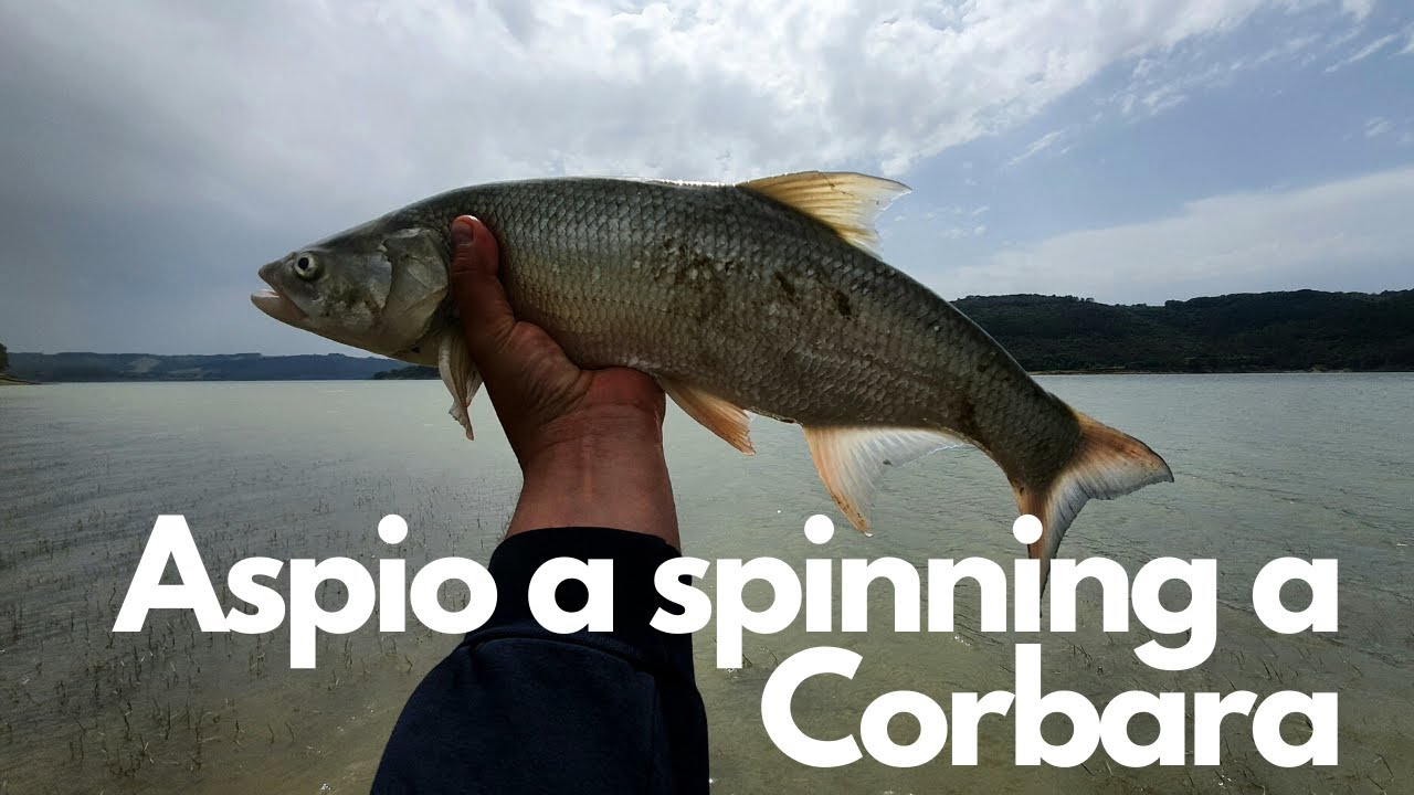 ASPIO A SPINNING A CORBARA - pesCarlo