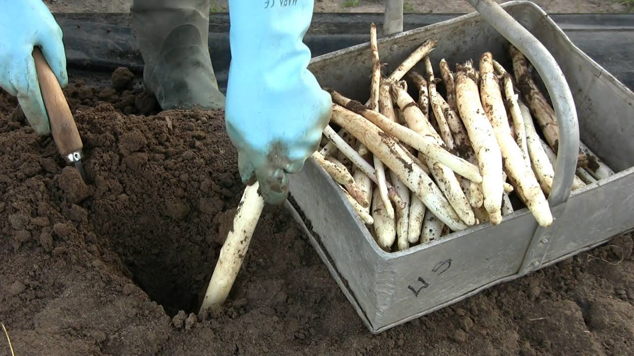 Spargelernte Spargel Asparagus Landwirtschaft Gemüse Hofladen