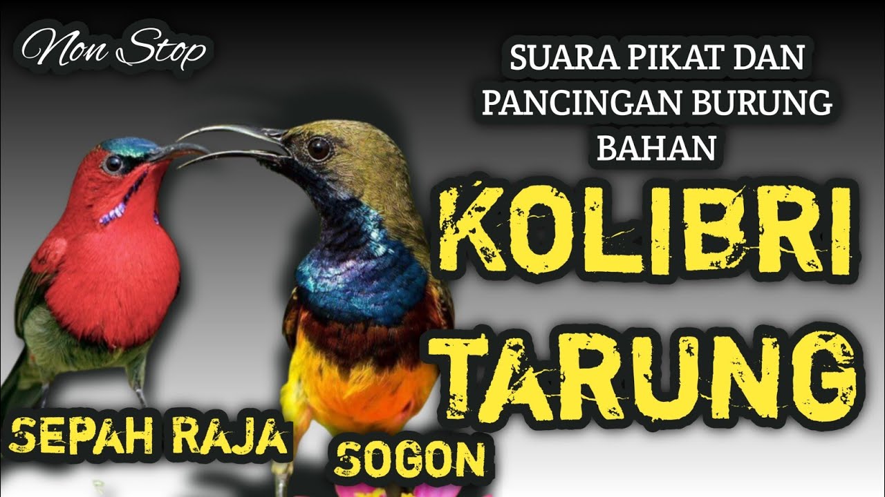 Suara Pikat dan Pancingan Sogon dan Sepah Raja Tarung