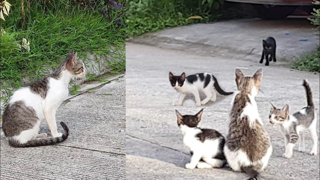 Mother cat calling for her kittens Mom Cat Voice
