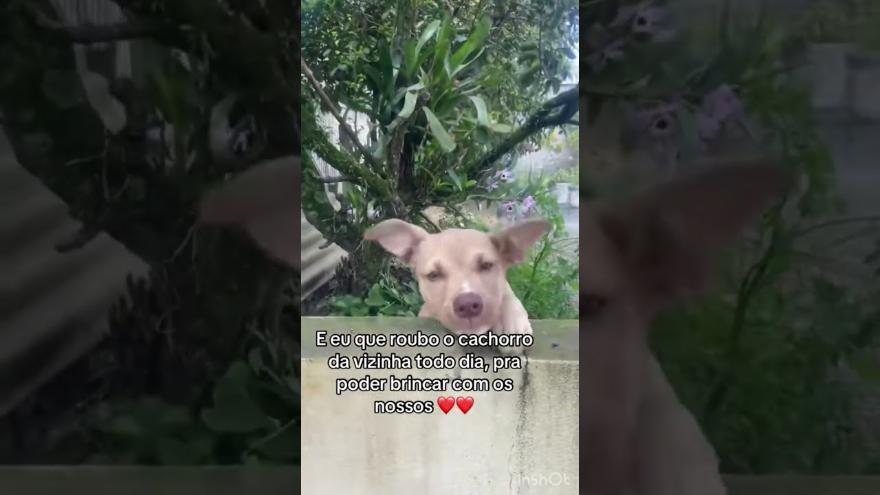Nosso furto di&aacute;rio mais fofo ❤️ #pets #petsfofinhos #cachorros #cachorrosdivertidos #dog