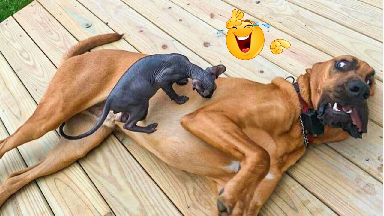 HILARIOUS DOGS Being Weird 🤪 NEW Funniest Dogs Video 2026