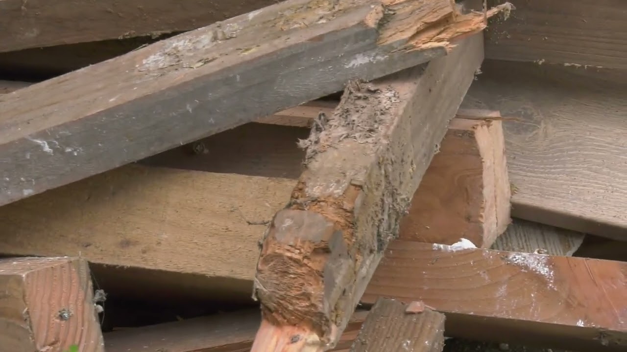 Danger MERULE,  chantier demontage  par Direct merule