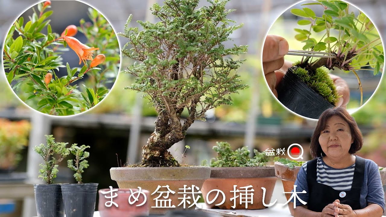 豆盆栽の挿し木講座。ツクモケヤキ、モミジ、ザクロ、アケビ【盆栽Q】