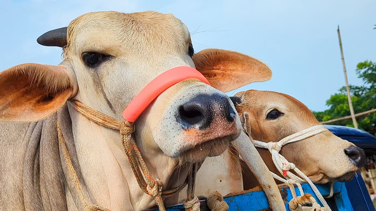cow unloading, cow videos, cow video, animal, big cow, goru hamba cow, Ep-29