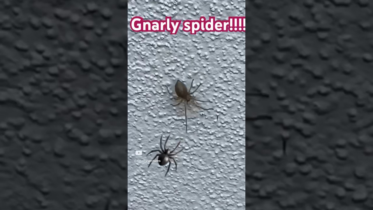 crazy spider!!!!! #follow #youtube #subscribe #spider #spiders #creepy #creepycrawlies #creepystorie