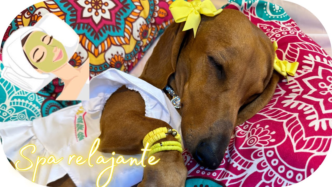 ASMR | 🐶💛 SPA PARA PERRITOS | FELIZ CUMPLEAÑOS PANDORA 🎉