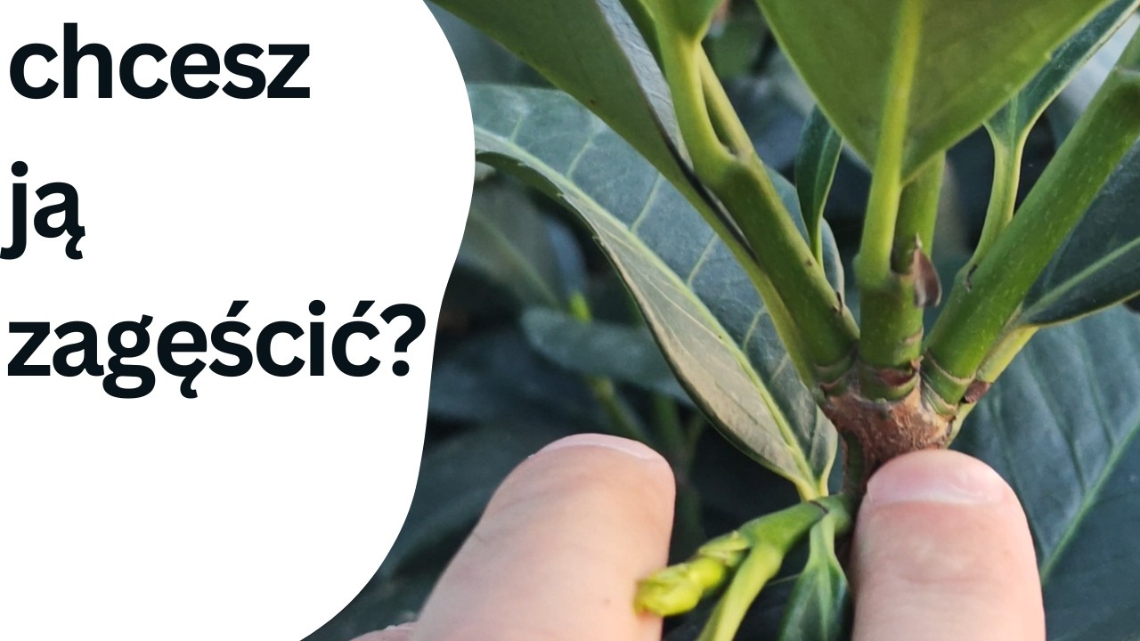 Co zrobić, żeby laurowiśnia się ładnie rozkrzewiła?