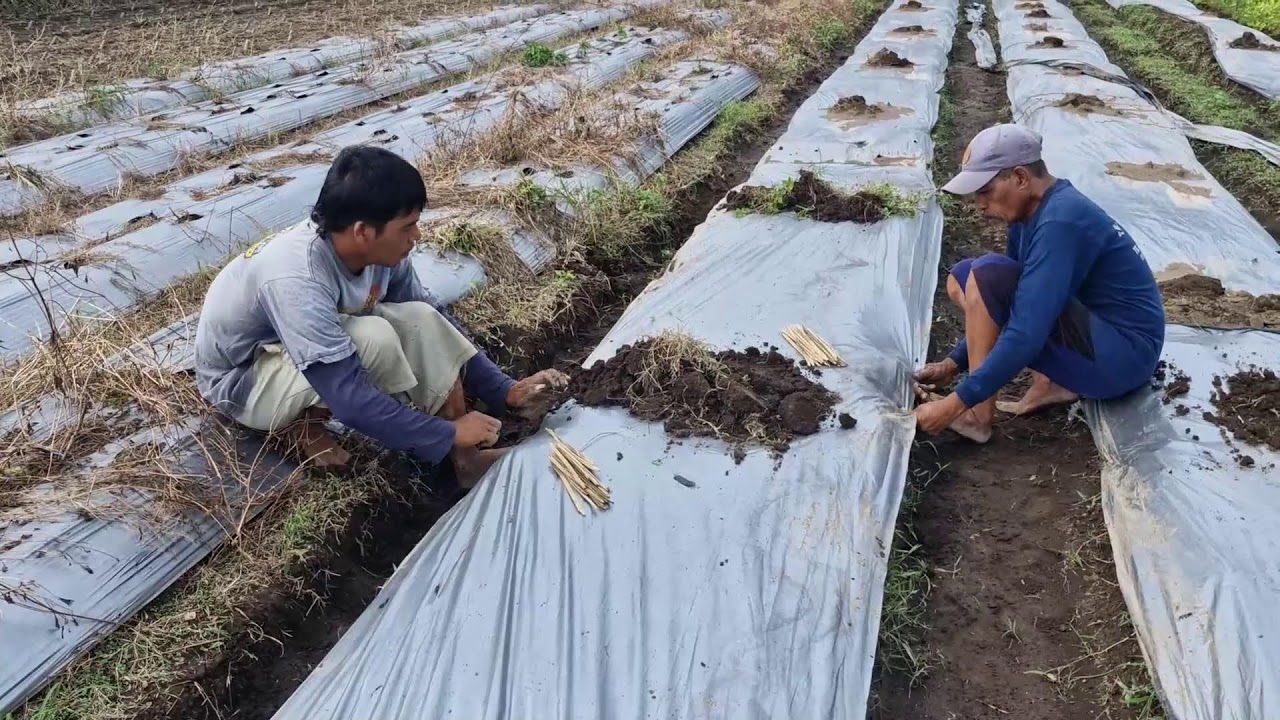 HOW FARMERS SECURE PLASTIC MULCH OVER SEEDS USING CREATIVE BAMBOO TOOLS! -agriculture satisfying