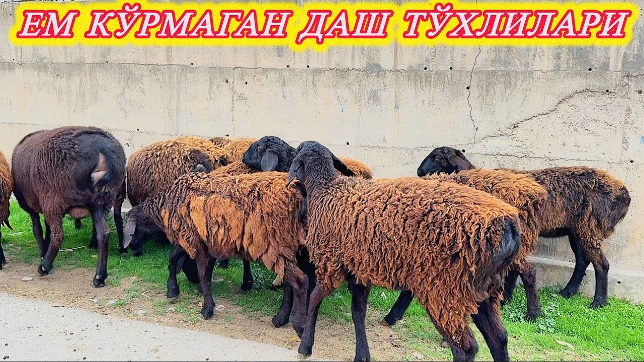 ОЗГИНАЮ СОЗГИНА НАРХЛАРИ АРЗОНГИНА