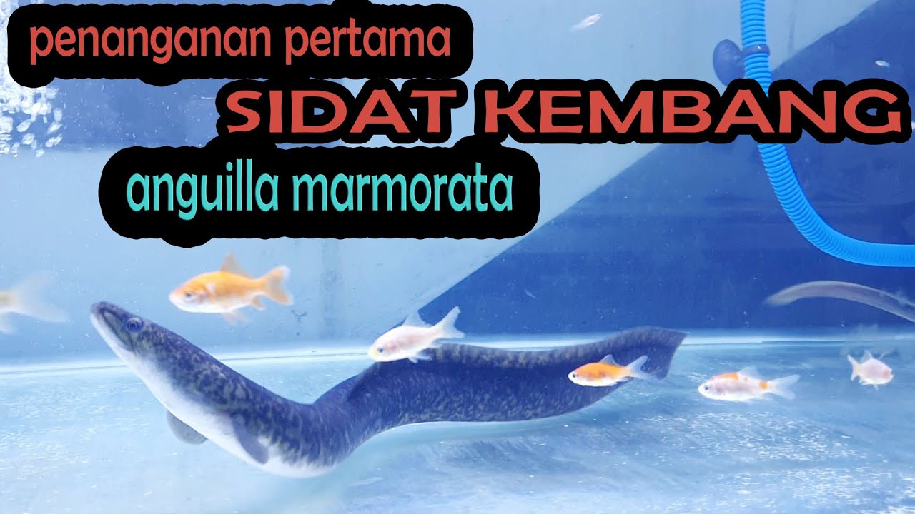 jenis ikan sidat - ANGUILLA MARMORATA (Penanganan pertama masuk tank baru)