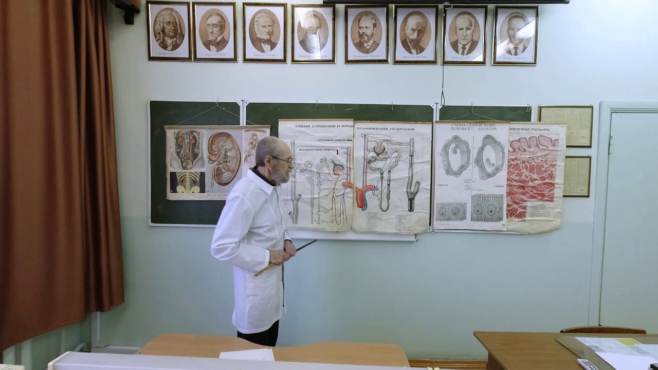 Выделительная система