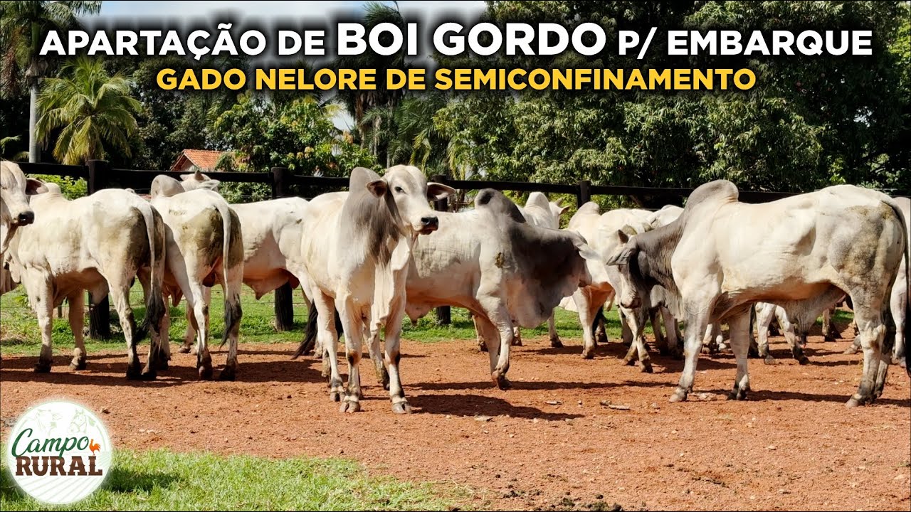 APARTAÇÃO DE BOI GORDO PARA EMBARQUE (Gado de Semiconfinamento)