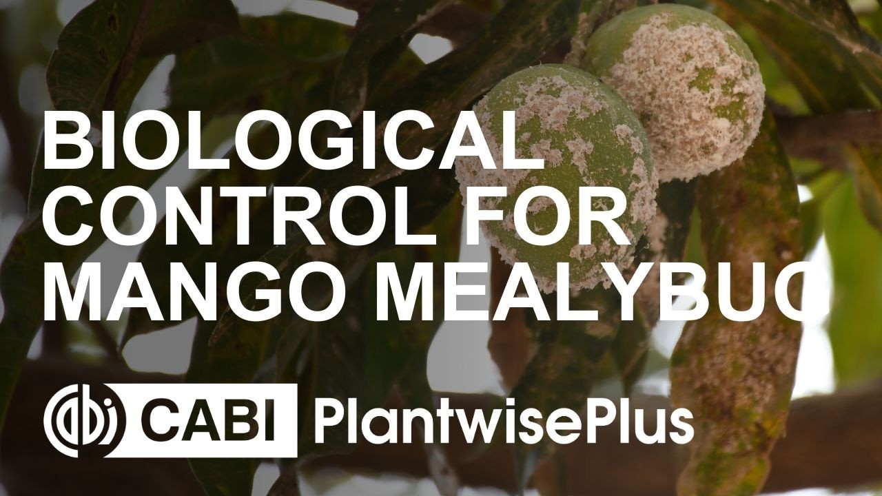 Biological Control for Mango Mealybug: Sustainable Farming Solution (in French)