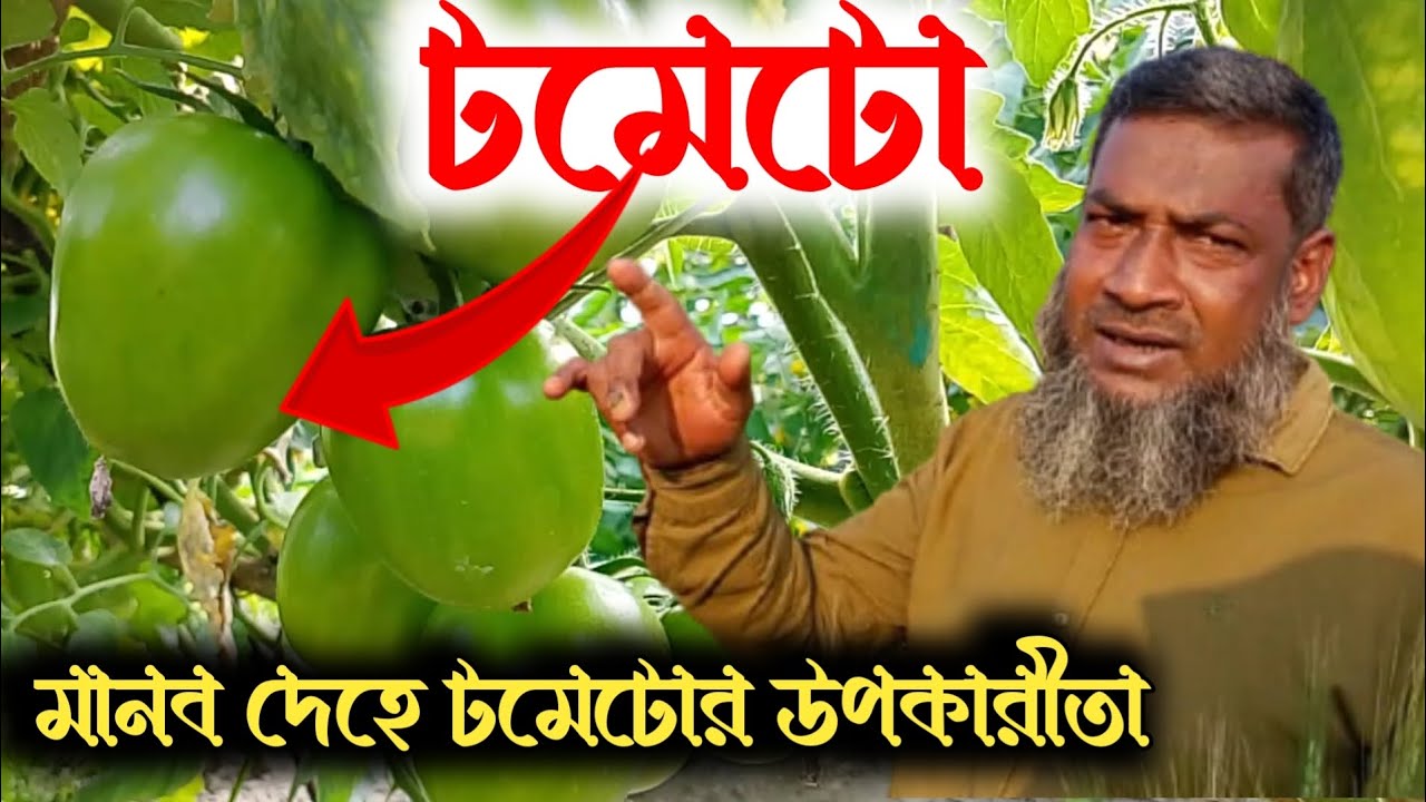 টমেটো | Tometo | মানব দেহে টমেটোর উপকারী এবং ক্ষতিকর দিক নিয়ে সংক্ষিপ্ত আলোচনা || ভিডিওটি দেখুন ২০২৬