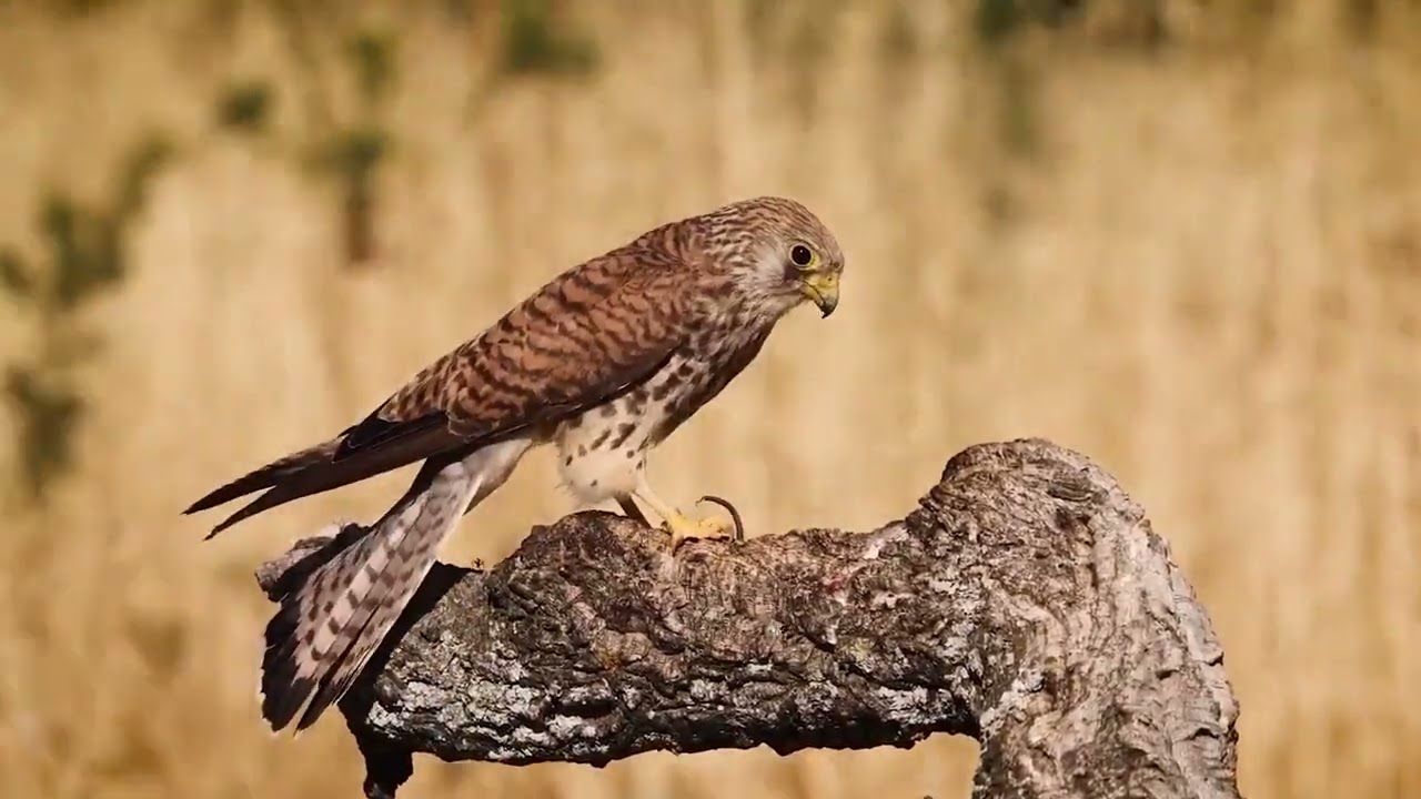 Lesser Kestrel (Falco naumanni)