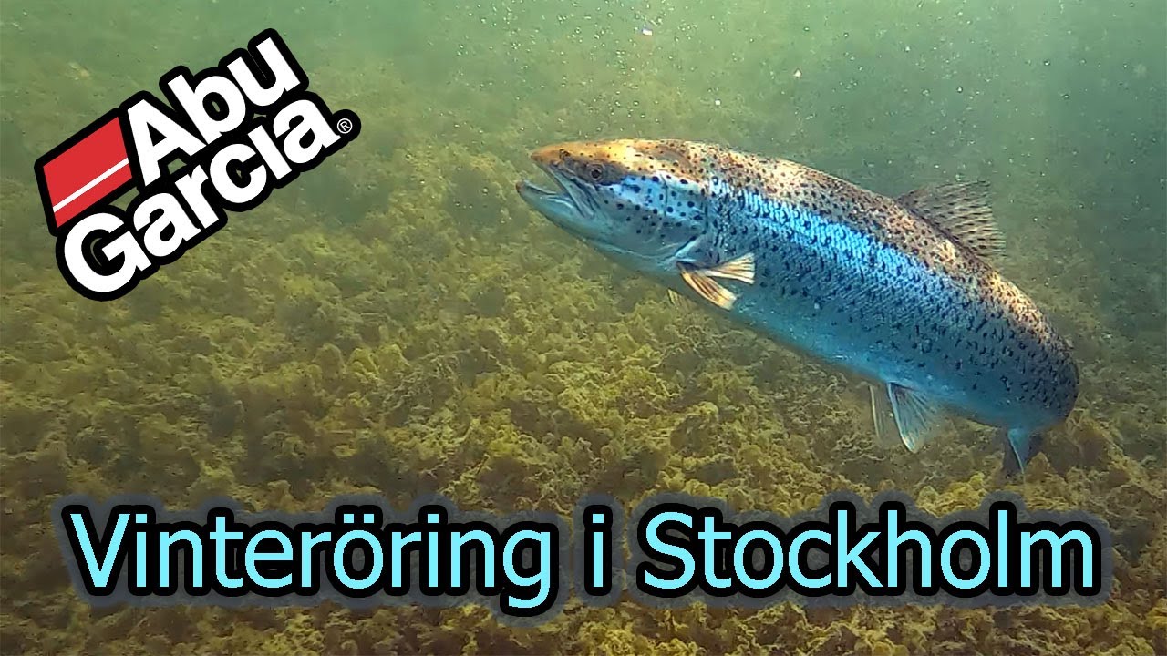 Vinteröring i Stockholms skärgård