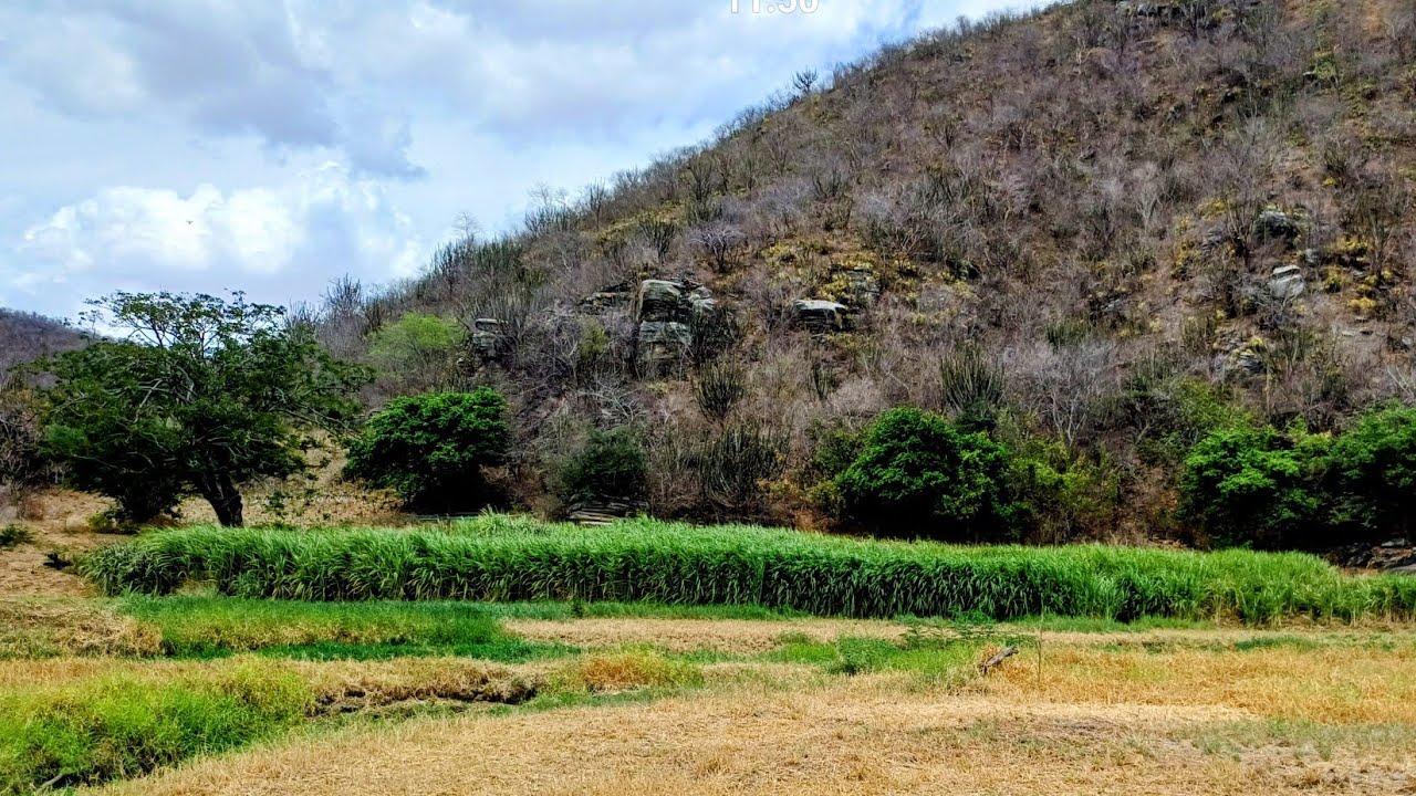 CAPIM IRRIGADO NO RIO PARAIBA, SALVAÇÃO PARA O REBANHO NA ESTIAGEM. 