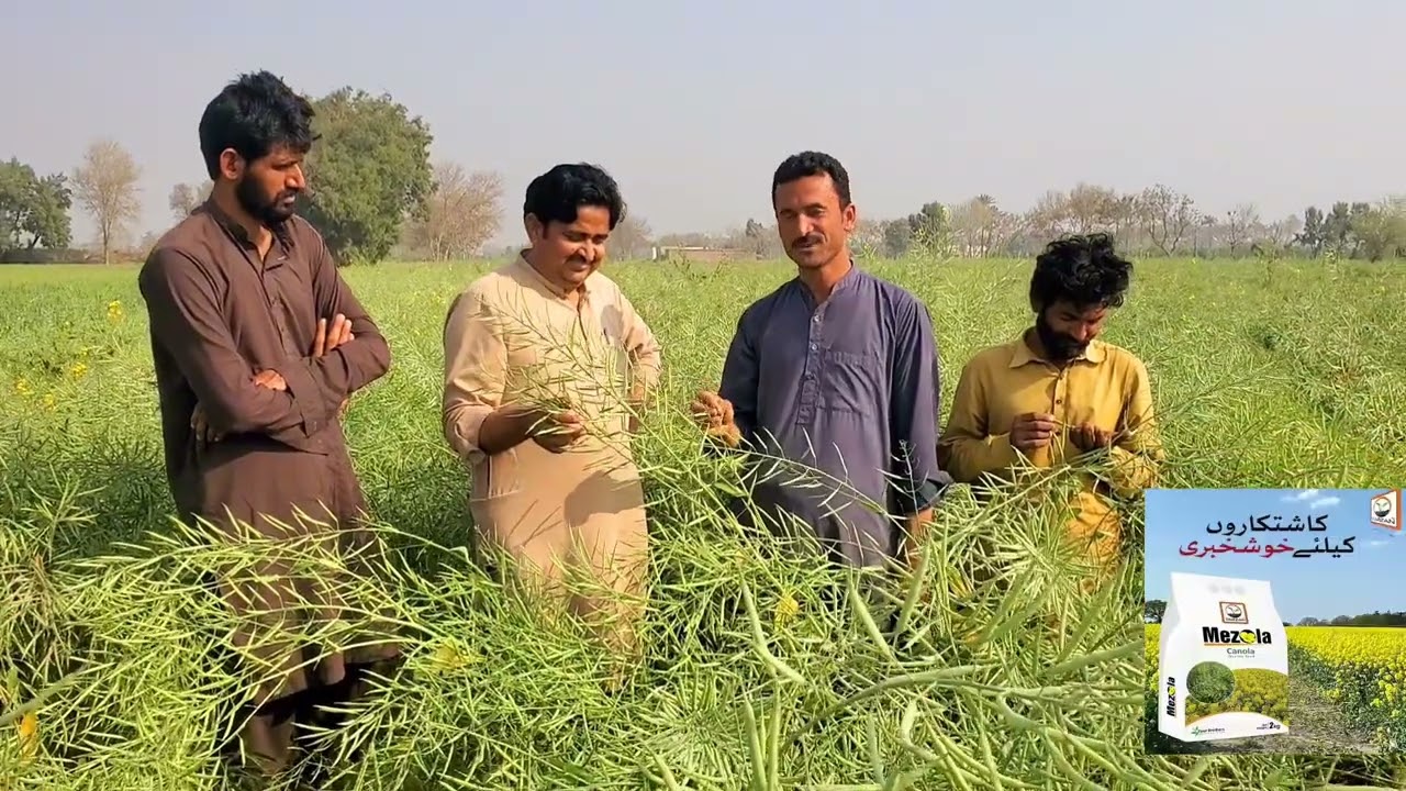 Mazola Field by Four Brothers | طاقتور پھلیاں اور بہترین پیداوار